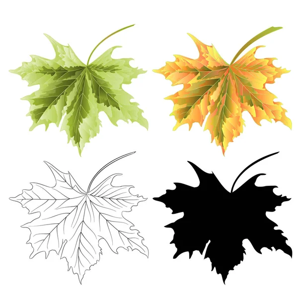 Quatro Folhas Coloridas Maple Contorno Natural Verde Silhueta Vintage Vetor — Vetor de Stock