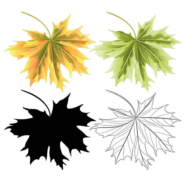 Χρωματιστά Φύλλα Maple Πράσινο Κόκκινο Φυσικό Περίγραμμα Και Σιλουέτα Βοτανική — Διανυσματικό Αρχείο