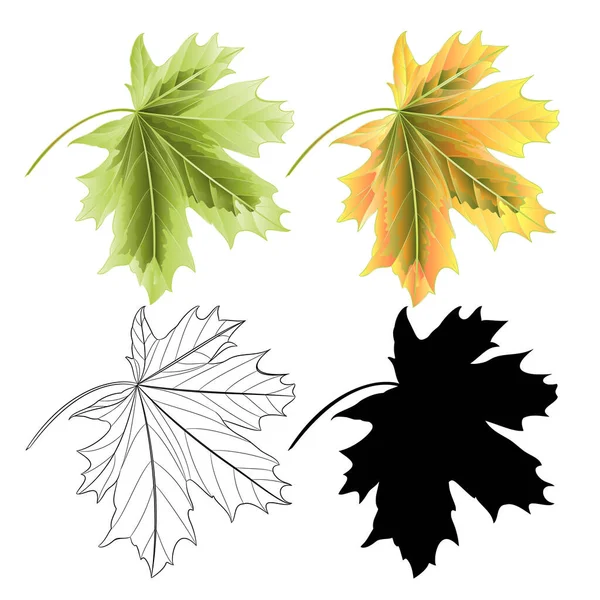 Four Colored Leaves Maple Red Green Natural Outline Silhouette Vintage — Stock Vector