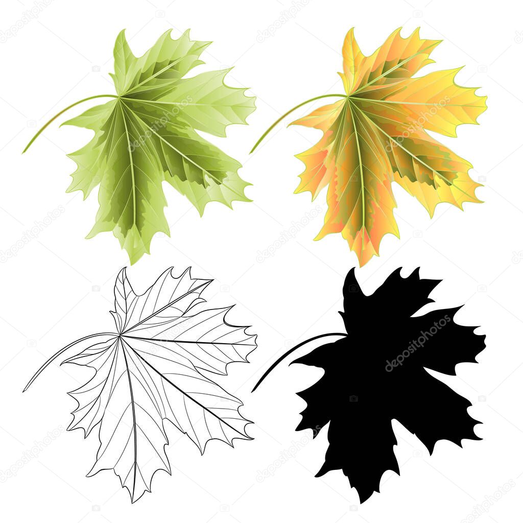 Four Colored leaves Maple  the red green natural outline and silhouette  vintage vector botanical illustration editable hand draw