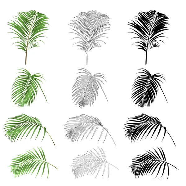 Украшение Тропического Дома Растение Листья Пальмовой Природы Очертания Силуэт Набор — стоковый вектор