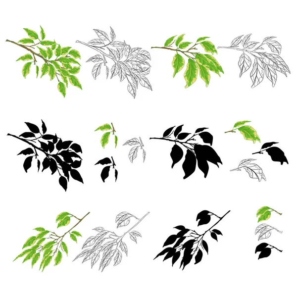 熱帯植物Ficus Benjamina分類されたFicusの枝自然とシルエットと白の背景に設定されたアウトラインヴィンテージベクトルイラスト編集可能な手描き — ストックベクタ