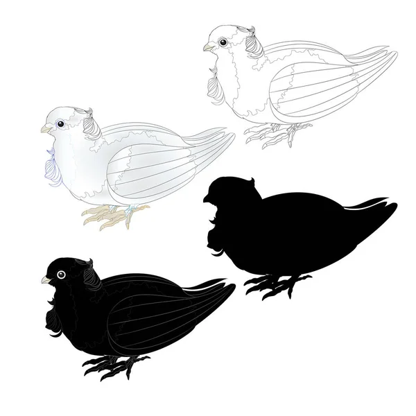 Taube Weiße Ziertaube Niedlich Kleine Vögel Umriss Und Silhouette Auf — Stockvektor