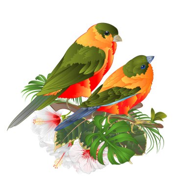 Tropikal kuşlar şirin küçük komik kuşlar ve beyaz amberçiçeği suluboya stili beyaz arka plan vintage vektör illüstrasyon düzenlenebilir el çizimi