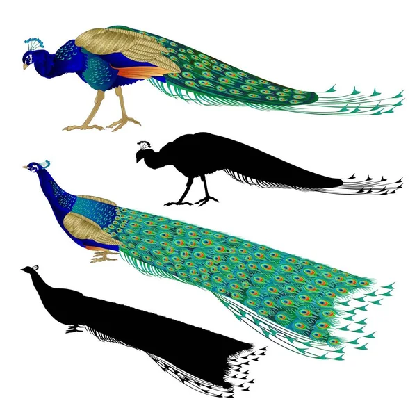 Příroda Silueta Tropických Ptáků Krása Peacocks Nastavit Bílém Pozadí Akvarel — Stockový vektor