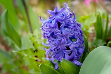 Mavi sümbül çiçeği, yakın çekim 