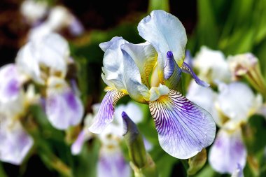 Beyaz-mavi iris, yakın çekim çiçeği 