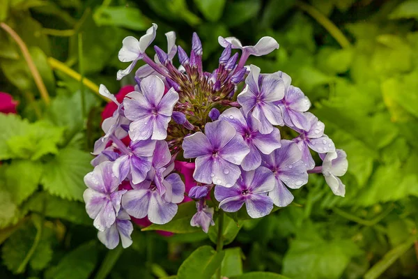 Lilás Branco Phlox Flor Close — Fotografia de Stock