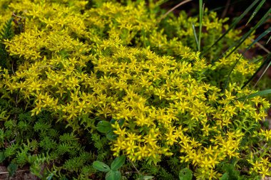 Sarı stonecrop kostik, yakın yukarı  