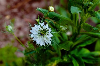 Nigella damascena çiçek, yakın çekim  