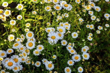 Beyaz çayır papatyalar, yakın 