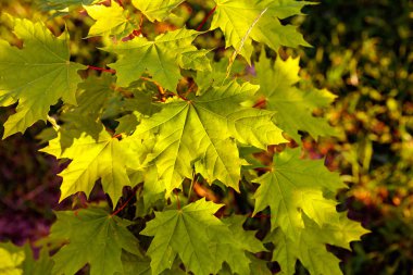 Yeşil Maple Branch, yakın yukarı   