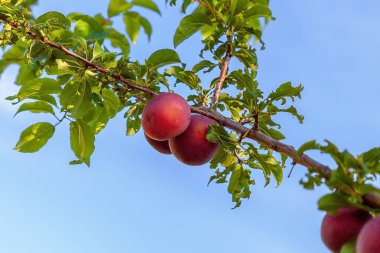 Bir dalüzerinde olgun erik, yakın çekim 