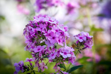 Pembe Phlox çiçekleri, yakın çekim 