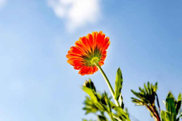 Calendula flower against the sky, close-up