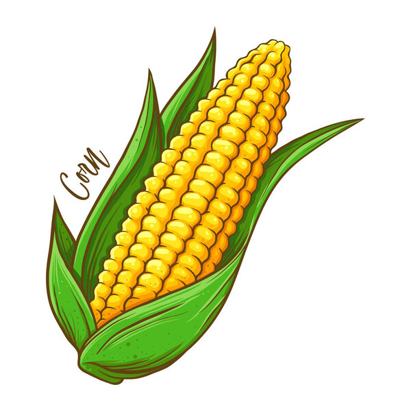 Corn on the cob fresh natural vegetable, hand drawn vector illustration isolated