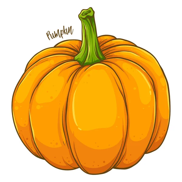 Pumpkin Fresh Natural Vegetable Hand Drawn Vector Illustration Isolated — Stock Vector