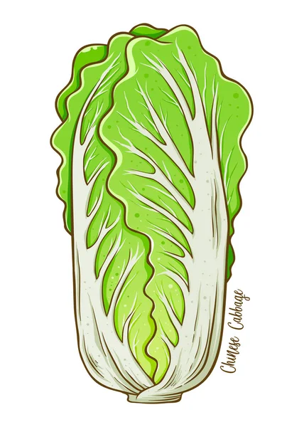 Chinese Cabbage Fresh Natural Vegetable Hand Drawn Vector Illustration Isolated — Stock Vector