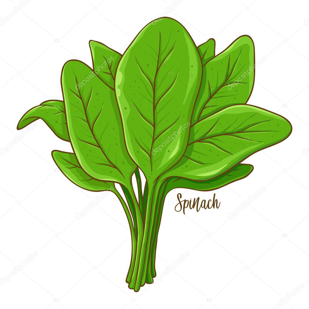 Bunch of spinach fresh natural vegetable, hand drawn vector illustration isolated