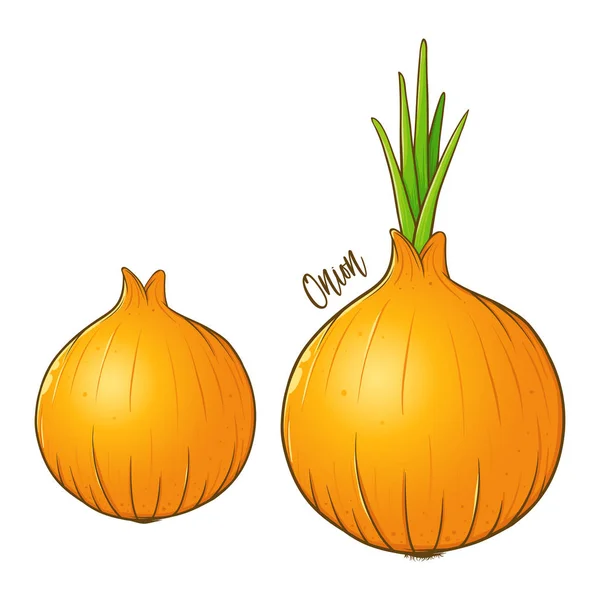 Cebollas Frescas Vegetales Naturales Ilustración Vectorial Dibujado Mano Aislado — Vector de stock