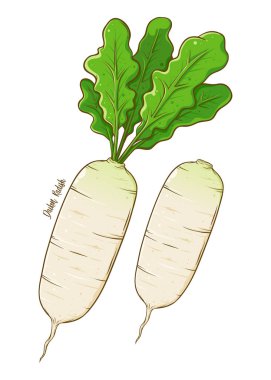 Daikon turp taze doğal sebze, elle çizilmiş vektör illüstrasyon izole
