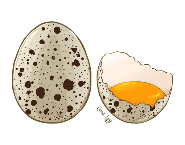 Huevos Codorniz Enteros Agrietados Ilustración Vectorial Dibujada Mano Aislada Sobre — Archivo Imágenes Vectoriales