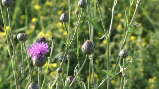 Yaz Otlağındaki Arılar Leylak Çiçeklerinden Nektar Toplarlar — Stok video