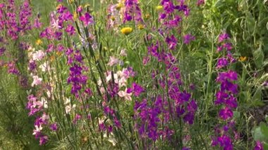 Mor çiçekli kütük.