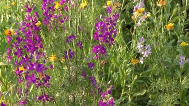 Tocón Flores Púrpuras — Vídeos de Stock