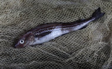 Alaska pollock 'u internette