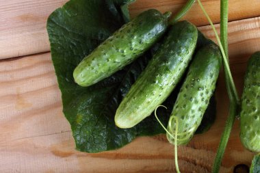 Salatalıklar masaya. Ülke biçimi