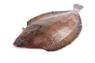 Düz başlı taban (Hipoglossoides elassodon) beyaz üzerinde izole