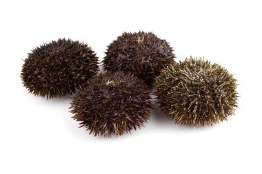 Gri deniz kestanesi beyazda izole edilmiş