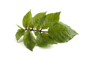 beyaz arkaplanda yeşil yapraklar izole