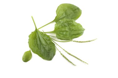 Plantain beyaz üzerine izole