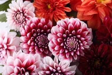 İnanılmaz çiçeklere yakın.