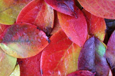 Düşen sonbahar yapraklarını kapatın.