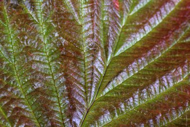 Sonbahar yapraklarının makro çekimi