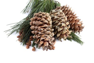 Çam fıstığı. Hassasiyet