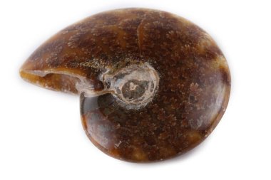 Beyaz üzerine izole edilmiş ammonit