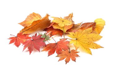 Düşen sonbahar yapraklarını kapatın.