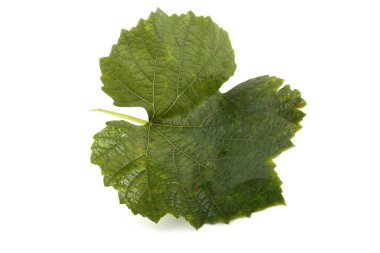 Beyaz arkaplanda sonbahar üzüm yaprağı