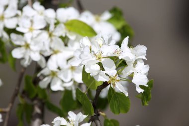 İnanılmaz çiçeklere yakın.