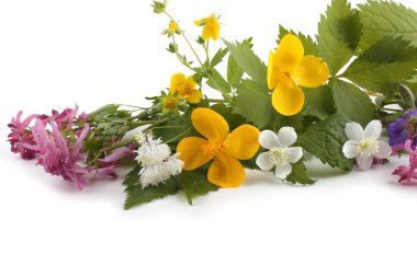 İnanılmaz çiçeklere yakın.