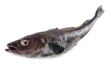 Pollock balığı beyazda izole edilmiş.