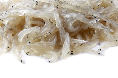 Japon buzbalığı (Salangichthys mikrodonu)