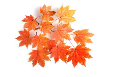 sonbahar yaprakları beyaz arkaplanda izole