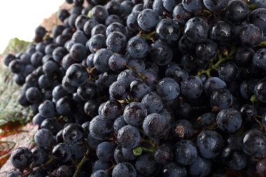 Akçaağaç yapraklarındaki taze üzümler