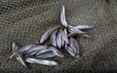 Küçük balıklarla balık ağı