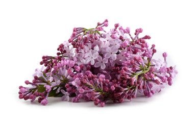 Beyazlar üzerinde yalıtılmış leylaklar